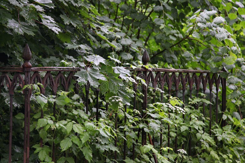 Iron grave fence in wild thickets of green vegetation in the old cemetery