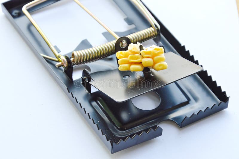 Iron Rat Trap Bait Corn Seed White Background Stock Photos Free