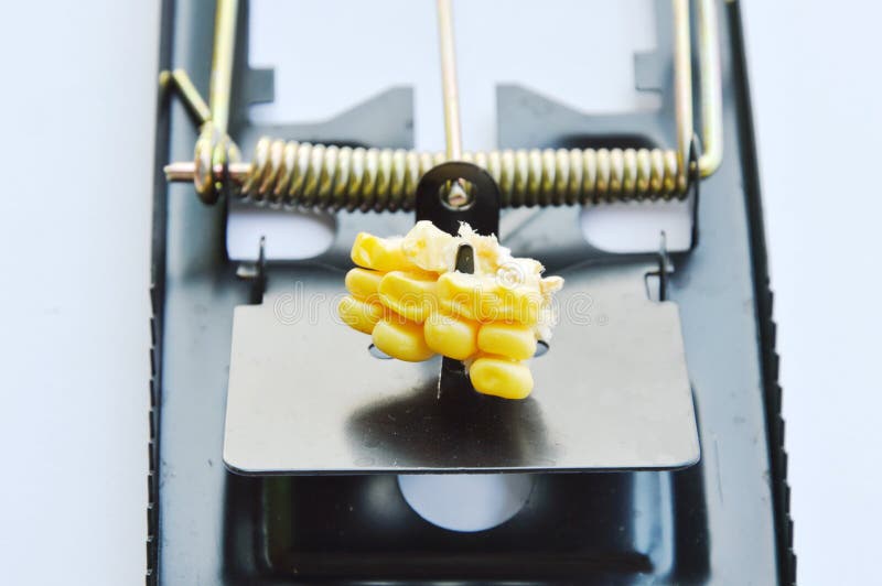 Iron Mouse Trap Bait Corn Seed White Background Stock Photos Free