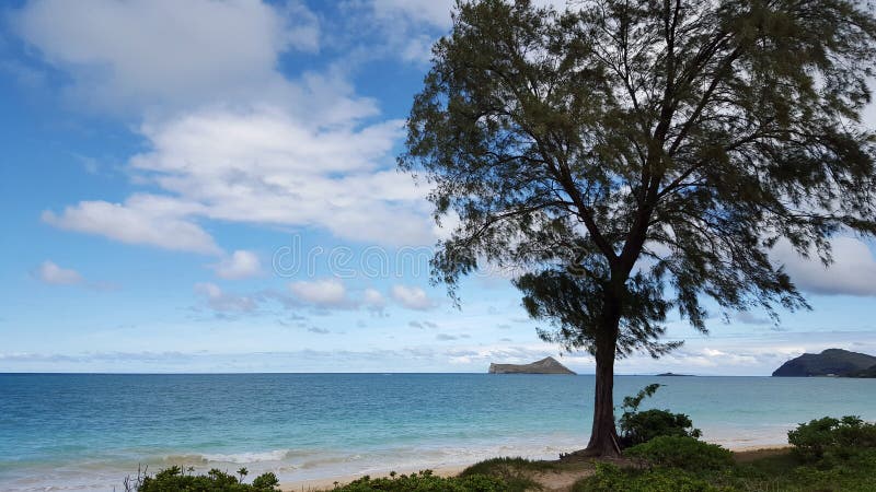 Ironwood Tree along shore as Gentle wave lap on Waimanalo Beach looking towards Rabbit island and Rock island