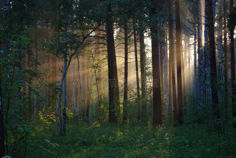 Solar beams through trees in summer wood. Solar beams through trees in summer wood