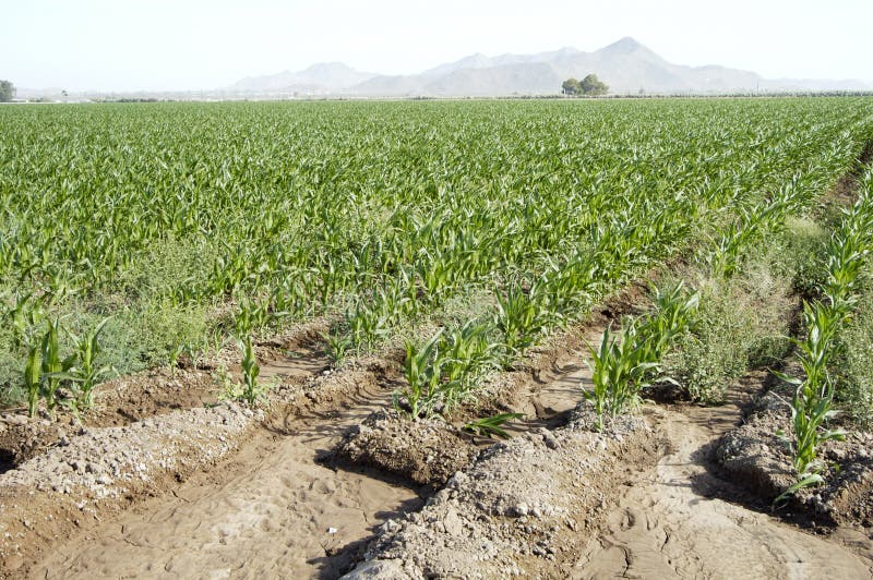 Irrigated Corn 3