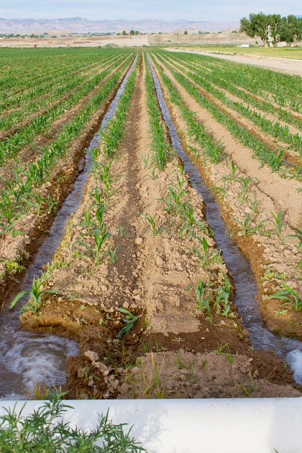 Irrigated Corn Field stock photo. Image of farming, irrigator 6048196