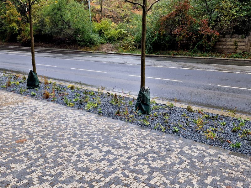 Irrigated Plastic Bags Around the Trees Save Water and Regularly Dose