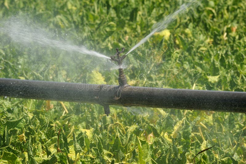 Irrigation royalty free stock photo