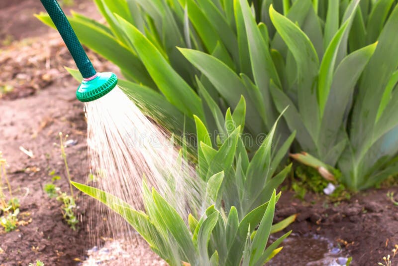 Irrigation of Garden Plants, Irrigation with Water, Stock Photo Image