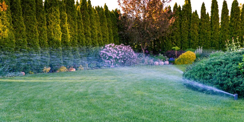 Irrigation of the green grass with sprinkler system.