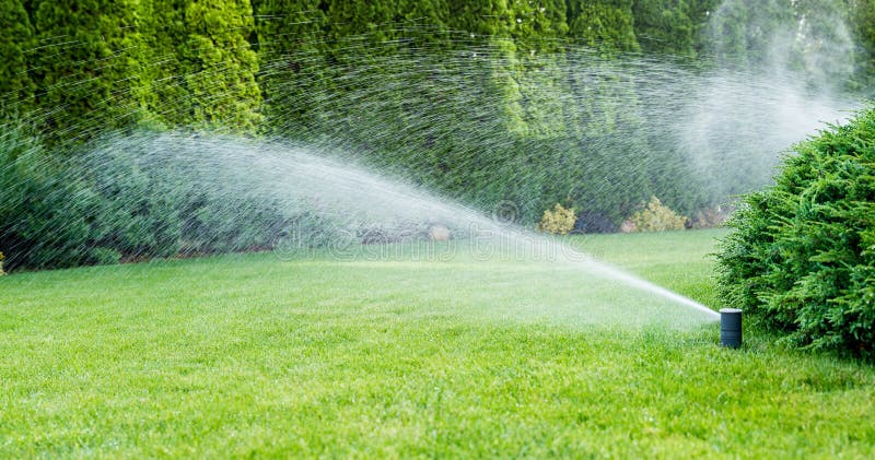 Irrigation of the green grass with sprinkler system.