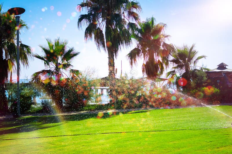 Tropical Landscaping With Planting And Palm Trees Stock ...