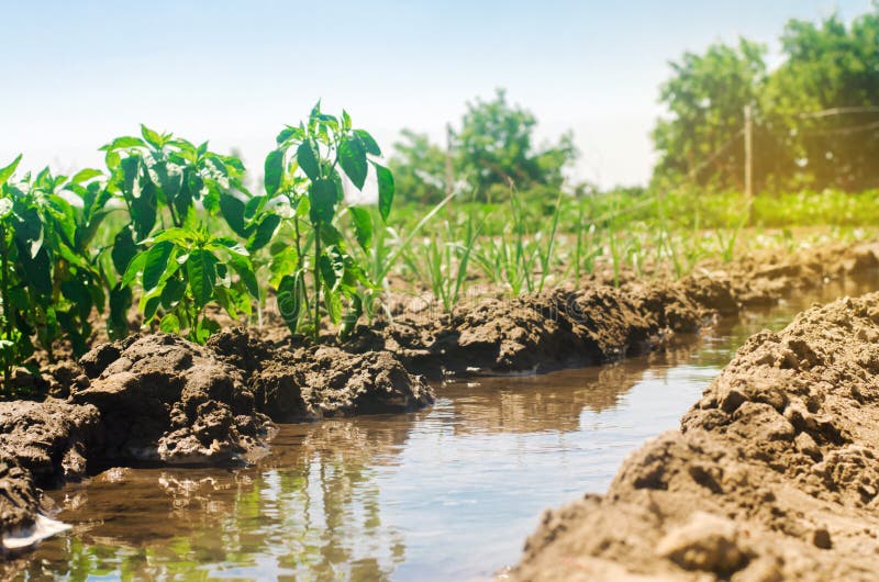 Irrigation of peppers in the field. Traditional natural watering. Eco-friendly products. Agriculture and farmland. Crops. Ukraine royalty free stock photo Irrigation of peppers in the field. Traditional natural watering. Eco-friendly products. Agriculture and farmland. Crops. Ukraine royalty free stock photo