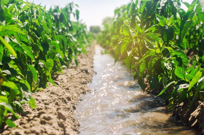 Irrigation of peppers in the field. Traditional natural watering. Eco-friendly products. Agriculture and farmland. Crops. Ukraine stock photo Irrigation of peppers in the field. Traditional natural watering. Eco-friendly products. Agriculture and farmland. Crops. Ukraine stock photo
