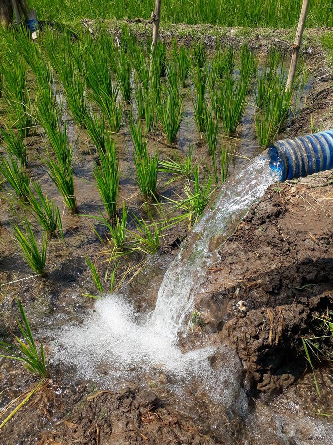130 Irrigation Rice Field Using Water Pump Stock Photos Free