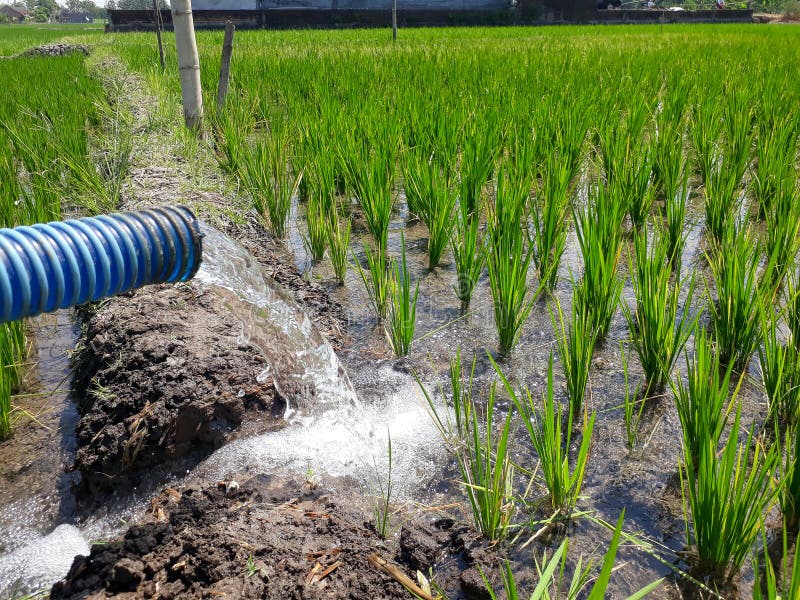 130 Irrigation Rice Field Using Water Pump Stock Photos Free