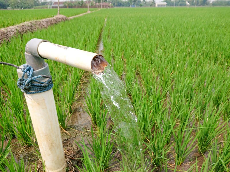 130 Irrigation Rice Field Using Water Pump Stock Photos Free