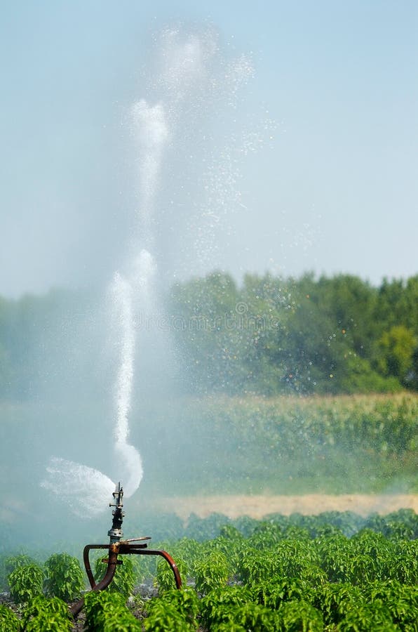 Irrigation spout in a field