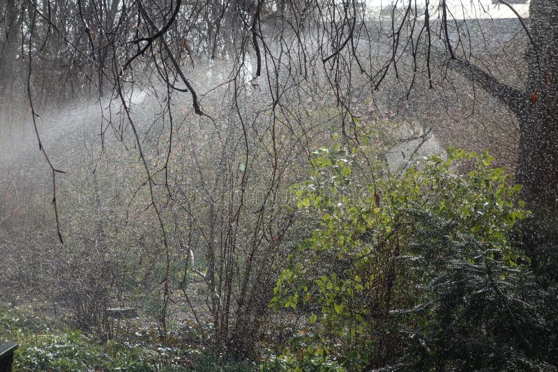 Irrigation by a Sprinkler System in a Garden Stock Photo Image of plant, consumption 263427172