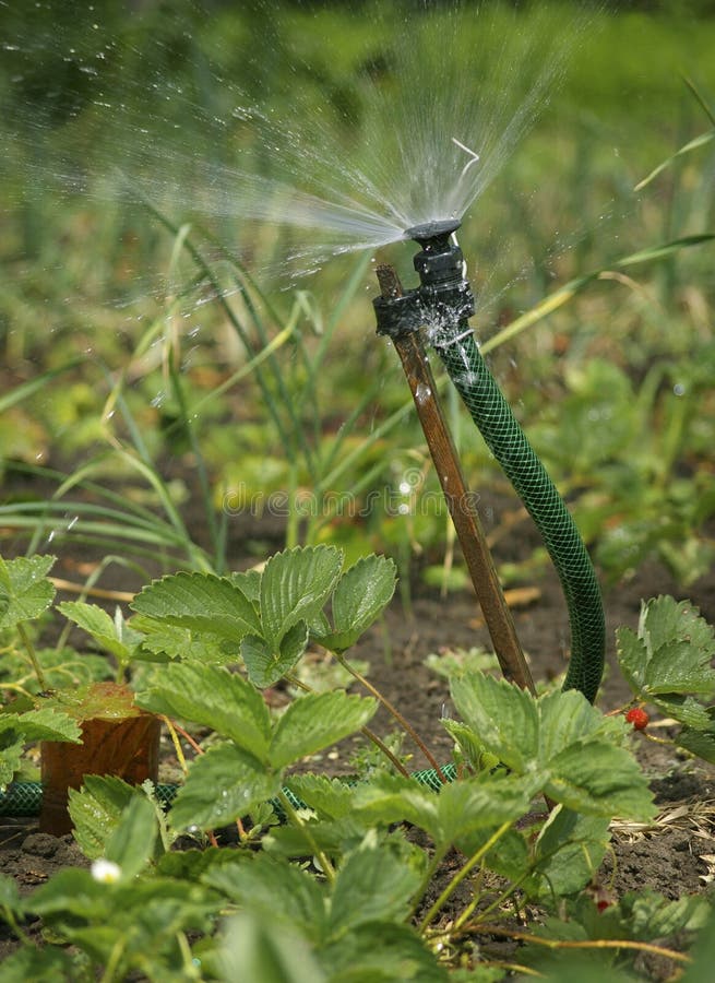 Irrigation sprinkler watering garden royalty free stock photography