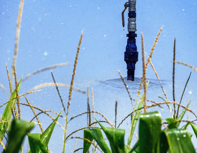 Irrigation System on the Corn Field Stock Image Image of industry