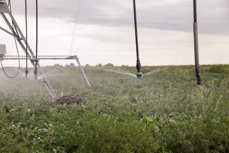 Irrigation System on Green Field Stock Image Image of fresh
