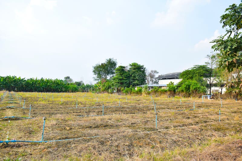 Irrigation System on an Orchard To Supply the Young Fruit Trees 084