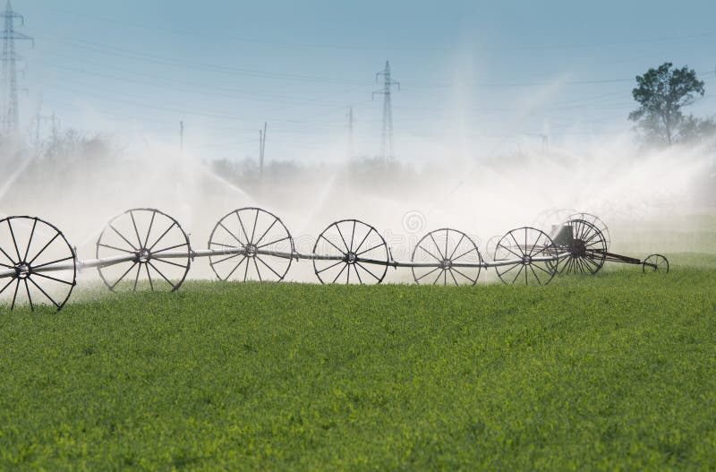 Irrigation of vegetables