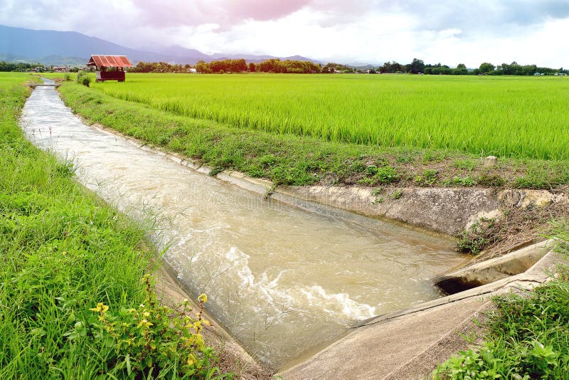Irrigation Water Canal for Paddy Rice Field. Stock Image Image of