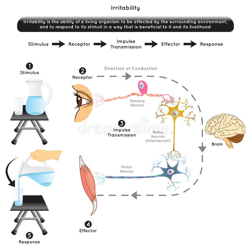 Irritability in Biology Infographic Diagram