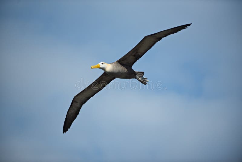 Irrorata agitado de Phoebastria del albatros en vuelo imagen de archivo Irrorata agitado de Phoebastria del albatros en vuelo imagen de archivo