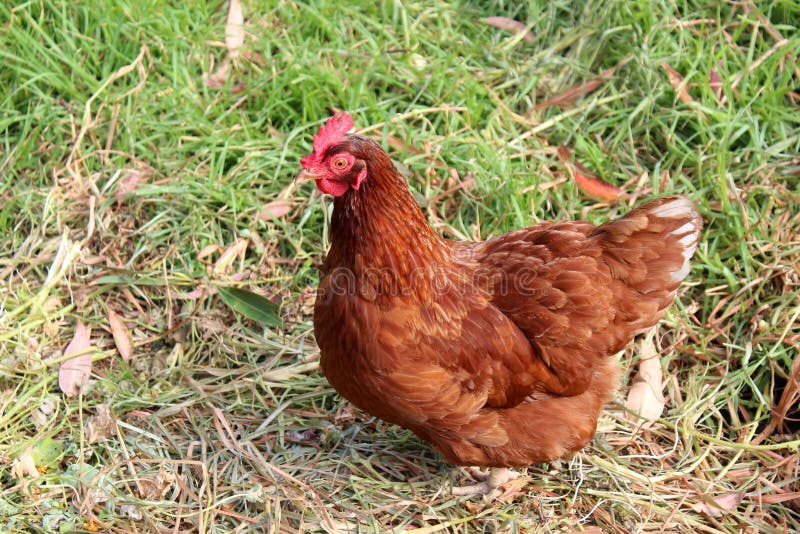 Isa Brown hen in grassy free range field