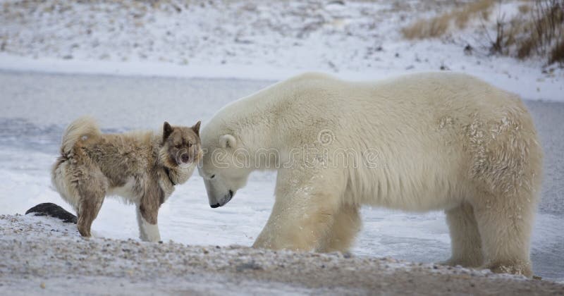 Isbjörn och hund arkivfoto Isbjörn och hund arkivfoto