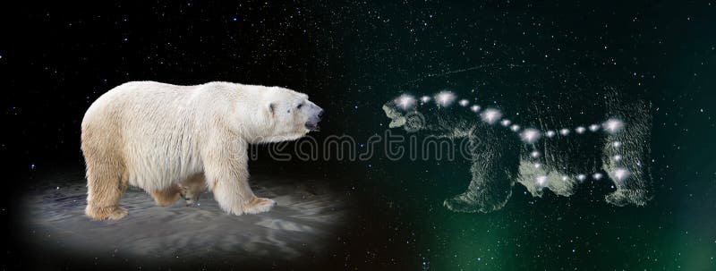 ar bear and ursa major constellation, collage with real animal on an iceberg looking at the stars ursa major. ar bear and ursa major constellation, collage with real animal on an iceberg looking at the stars ursa major