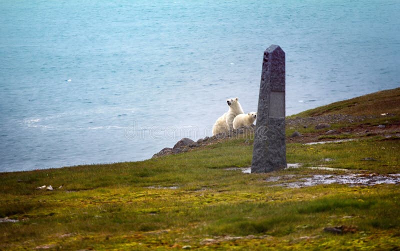 Isbjörnar på Franz Josef Land royaltyfria foton Isbjörnar på Franz Josef Land royaltyfria foton