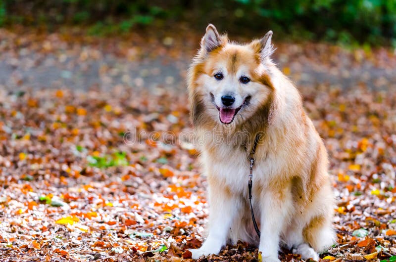 Isländischer Schäferhund stockfoto. Bild von hintergrund 36104464