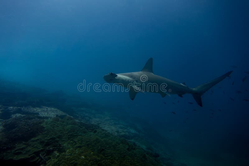 Isla de malpelo del tiburón de Hammerhead fotografía de archivo libre de regalías Isla de malpelo del tiburón de Hammerhead fotografía de archivo libre de regalías