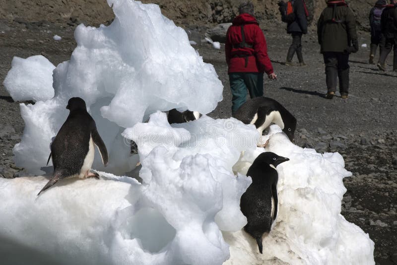 Isla la Antártida, pingüino del diablo de Adelie en bloques de hielo con el fondo turístico de n imagen de archivo libre de regalías Isla la Antártida, pingüino del diablo de Adelie en bloques de hielo con el fondo turístico de n imagen de archivo libre de regalías