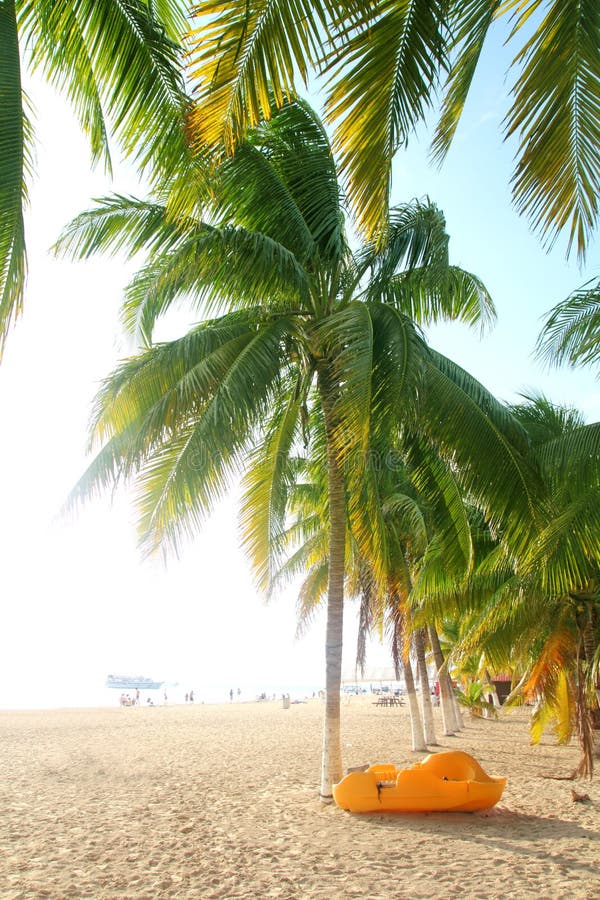 Isla Mujeres north beach tropical coconut Palm trees Mexico Caribbean. Isla Mujeres north beach tropical coconut Palm trees Mexico Caribbean