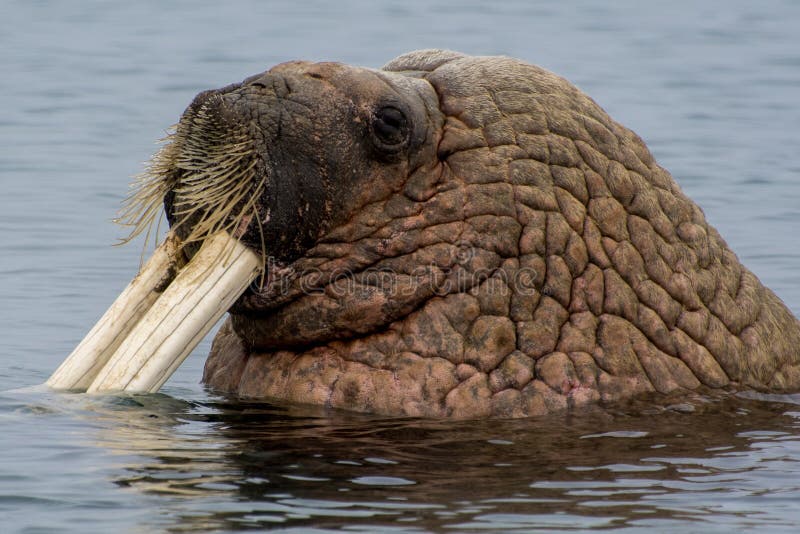Close up of a Walrus enjoying the cold water of the Arctic. Close up of a Walrus enjoying the cold water of the Arctic