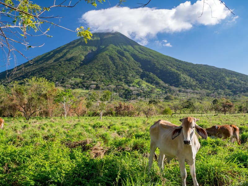 Island Ometepe in Nicaragua royalty free stock photo Island Ometepe in Nicaragua royalty free stock photo