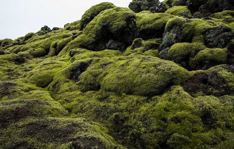 Islandês Lava Field Landscape com a rocha vulcânica coberta pelo musgo verde luxúria foto de stock Islandês Lava Field Landscape com a rocha vulcânica coberta pelo musgo verde luxúria foto de stock