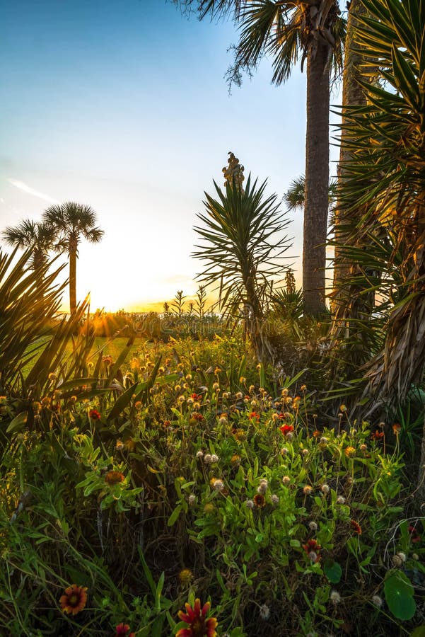 Isle Of Palms Sunrise