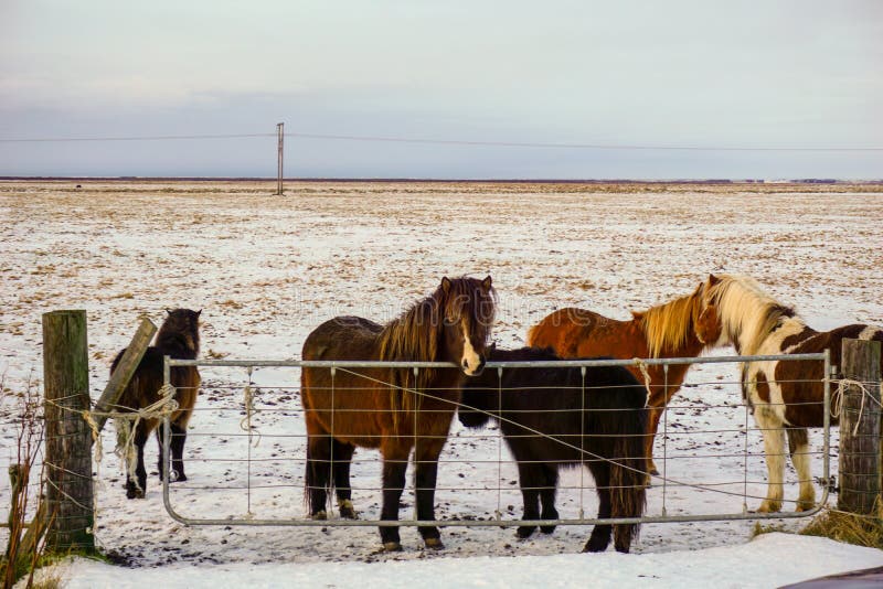 Isländische Pferde, die nahe bei dem Ring Road Waiting To Be gestrichenen Winter recht stehen stockfotografie Isländische Pferde, die nahe bei dem Ring Road Waiting To Be gestrichenen Winter recht stehen stockfotografie