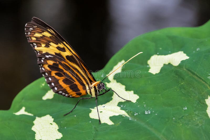 Ismenius Heliconius, η τίγρη Ismenius ή τίγρη heliconian στοκ φωτογραφίες Ismenius Heliconius, η τίγρη Ismenius ή τίγρη heliconian στοκ φωτογραφίες