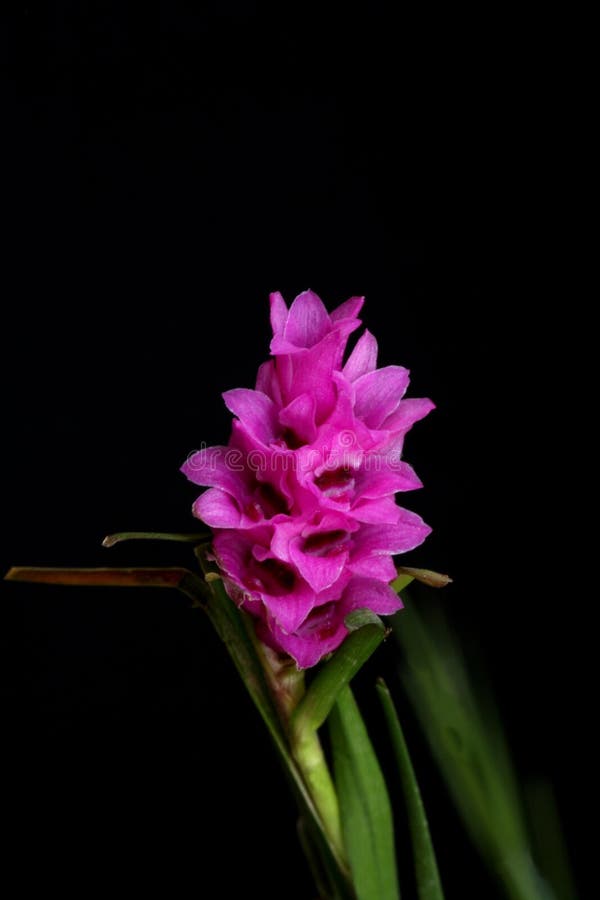 Isochilus orchid stock image. Image of elegant, embellishment - 5526149