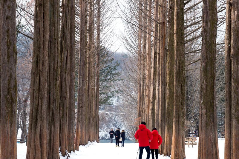 NAMI ISLAND - SOUTH KOREA - JANUARY 19: Tourists taking photos of the beautiful scenery around Nami Island on January 19, 2015, South Korea. NAMI ISLAND - SOUTH KOREA - JANUARY 19: Tourists taking photos of the beautiful scenery around Nami Island on January 19, 2015, South Korea.