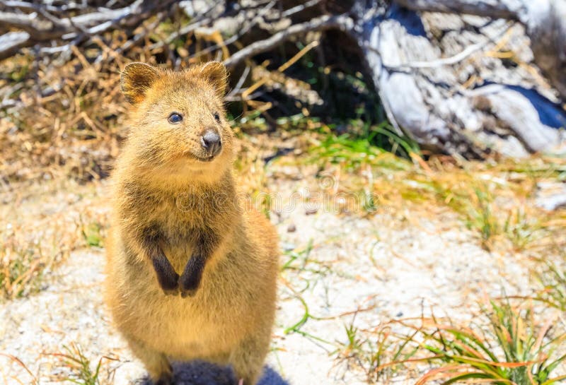 Isola di Quokka Rottnest fotografia stock libera da diritti Isola di Quokka Rottnest fotografia stock libera da diritti