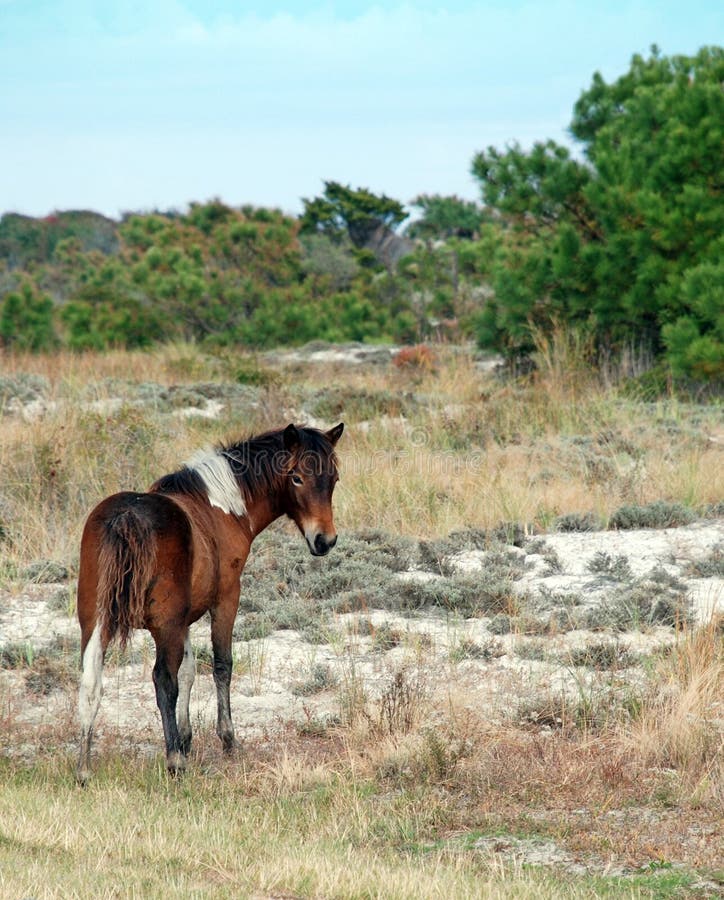 Isola selvaggia di Assateague del cavallino immagine stock Isola selvaggia di Assateague del cavallino immagine stock