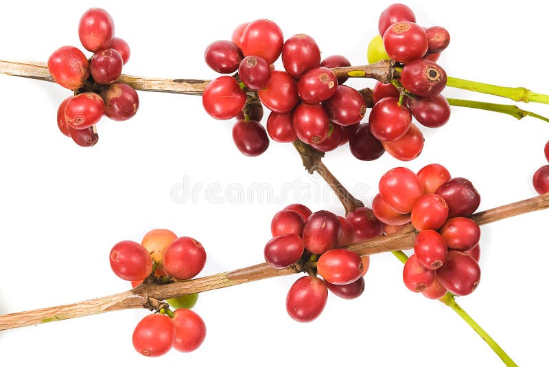 Isolado da cereja do café no fundo branco fotografia de stock royalty free Isolado da cereja do café no fundo branco fotografia de stock royalty free