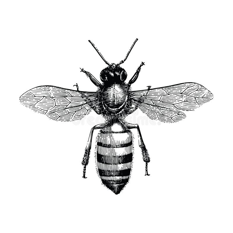 Isolado da ilustração da gravura do vintage do desenho da mão da abelha no branco ilustração royalty free