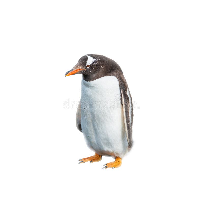 Isolado no pinguim engraçado do fundo branco foto de stock Isolado no pinguim engraçado do fundo branco foto de stock
