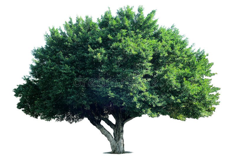 Isolat-Baum